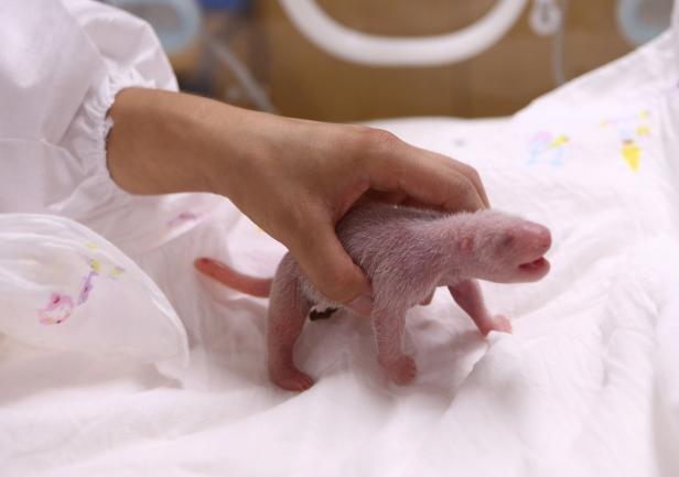 Erstes natürlich gezeugtes Pandabär-Baby in Zoo geboren