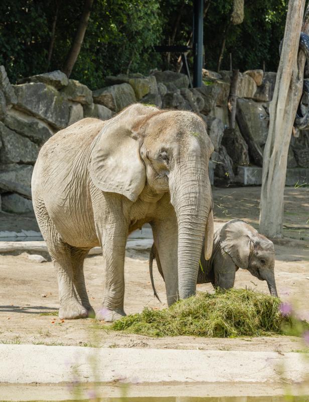 Tiergarten Schönbrunn: Der Hüter des Babyelefanten und die große Krise