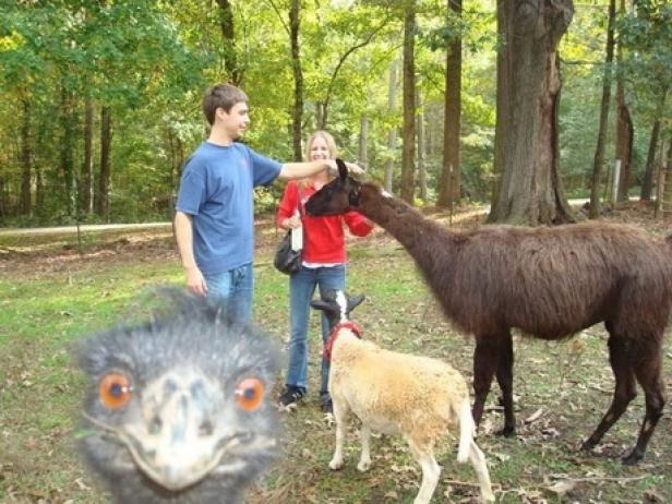 Ein Mann und eine Frau streicheln ein Lama, während ein Schaf und ein Emu im Vordergrund stehen.