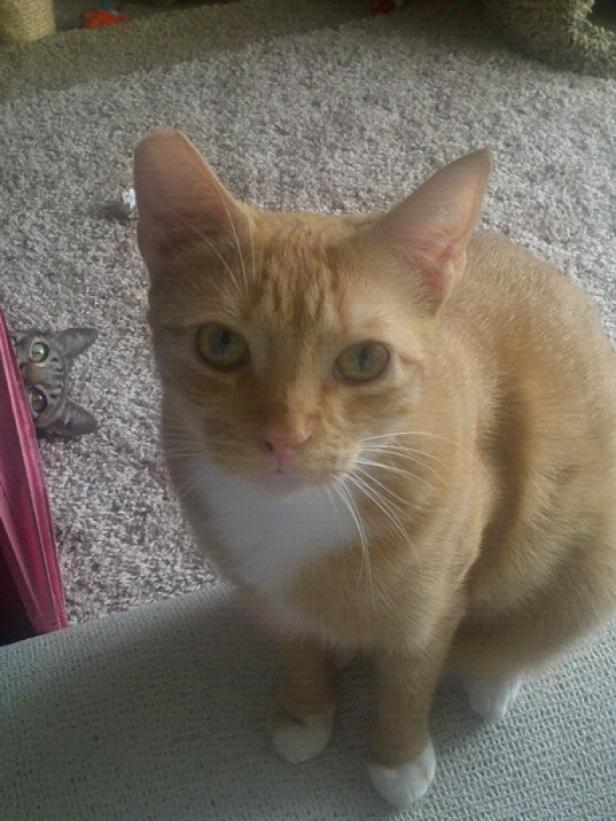 Eine orangefarbene Katze sitzt auf einer Couch, während eine andere Katze im Hintergrund lauert.