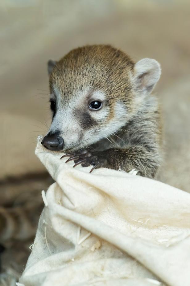 Nasenbär-Zwillinge erweitern den Schönbrunner Baby-Zoo
