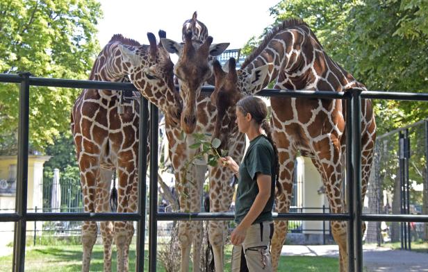 Starke Arme: So können Sie jetzt in Schönbrunn Giraffen füttern