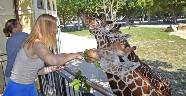 Starke Arme: So können Sie jetzt in Schönbrunn Giraffen füttern