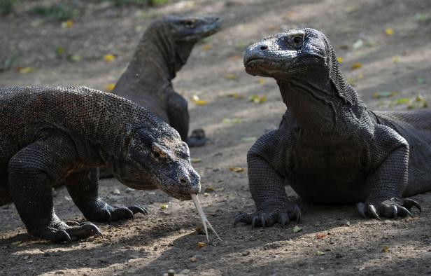 "Jurassic Park" auf Rinca Island: Streit um Tourismusprojekt