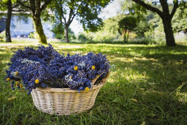 Lavendel-Liebe: Die steirische Provence