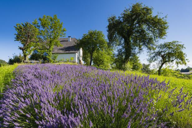 Lavendel-Liebe: Die steirische Provence