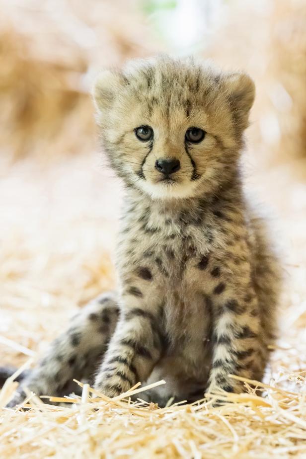 Nachwuchs: Vier junge Geparden im Tiergarten Schönbrunn