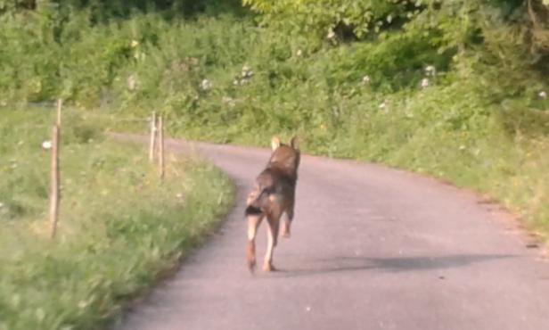 Neue Wölfe streifen durch Niederösterreich