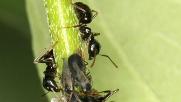 Gibt es heuer mehr Ameisen als sonst?