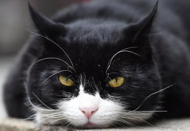 "Chief Mouser": Palmerston, die Katze des britischen Außenamtes, geht in Pension