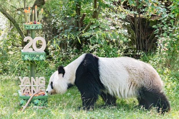 Schönbrunn: Panda-Weibchen Yang Yang feiert 20. Geburtstag