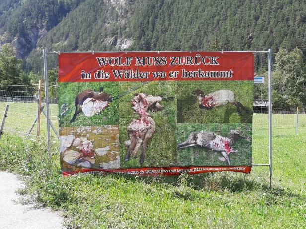 Der Wolf ist zurück: Mit Lama und Hund gegen das Raubtier