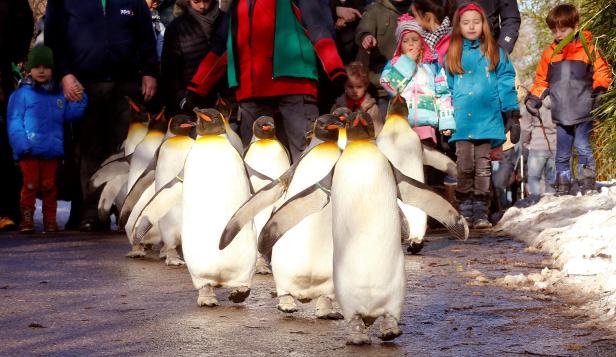Video: Abendliche Pinguin-Parade wird zum Internet-Hit