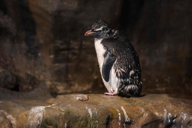 Video: Abendliche Pinguin-Parade wird zum Internet-Hit