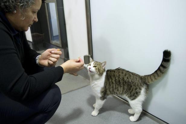 Larry, der erste Mäusejäger des Premiers