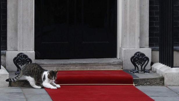 Larry, der erste Mäusejäger des Premiers