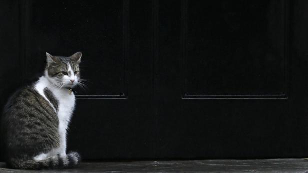 Larry, der erste Mäusejäger des Premiers