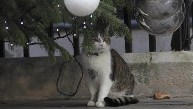 Larry, der erste Mäusejäger des Premiers