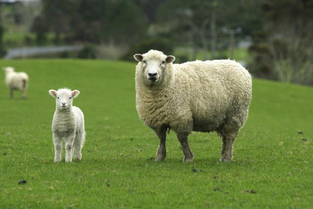 Spring Lamb with Mother