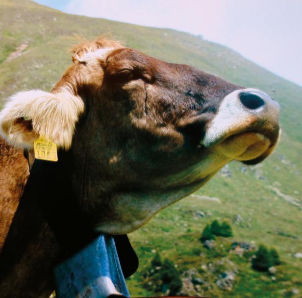 Tierische Fotografen