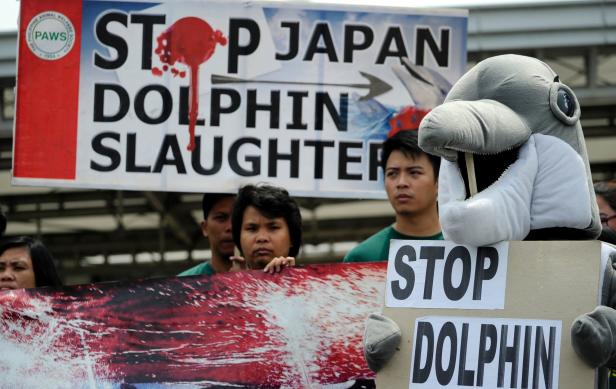 In Japan beginnt wieder die Jagd auf Delfine