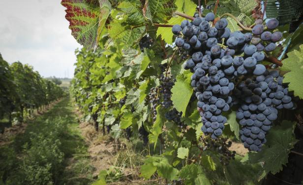 Kupfer für den Bio-Weinbau