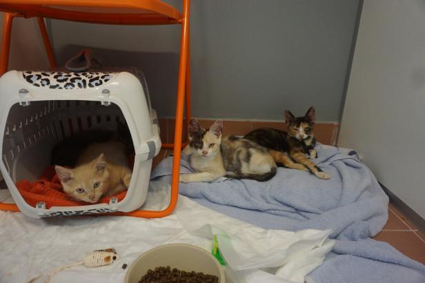 Tiere gehortet: 62 Katzen aus Wiener Wohnung gerettet
