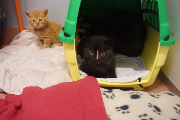 Tiere gehortet: 62 Katzen aus Wiener Wohnung gerettet