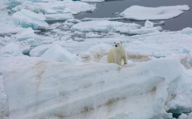 Anruf aus der Arktis: "Viel zu warm und nicht normal"