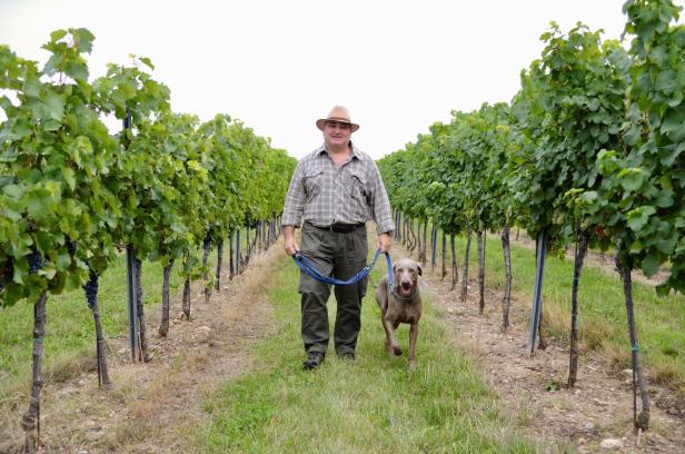 Den Traubendieben im Weingarten auf der Spur