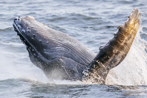 Diese 10 Tiere haben wir vor dem Aussterben bewahrt