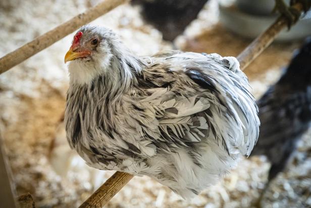 Warum Bresse-Hühner als die Königinnen des Geflügels gelten