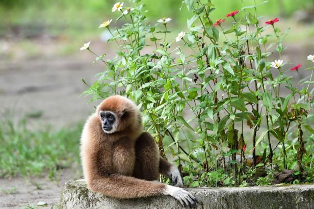 Gibbons warnen im Duett singend vor Raubtieren