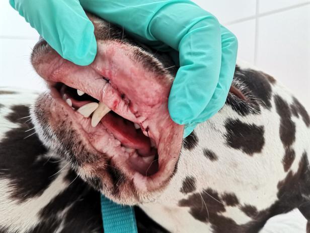 NÖ: Dalmatiner von Kampfhund angefallen, Familie ist verzweifelt