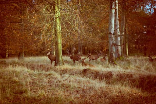 Eine Gruppe Hirsche steht und liegt in einem herbstlichen Wald.