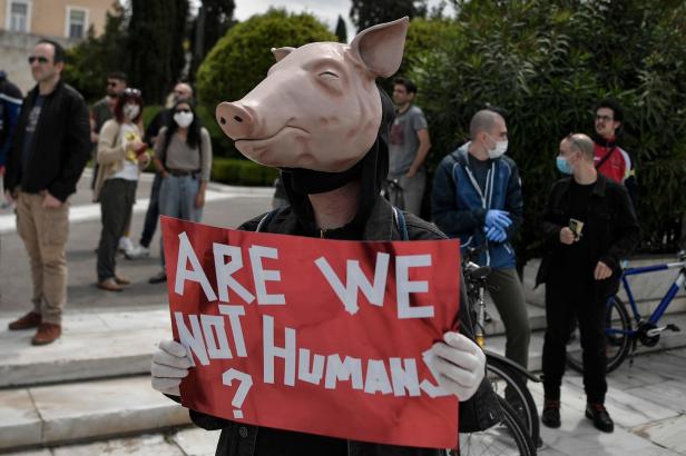 Afrikanische Schweinepest breitet sich in Deutschland aus