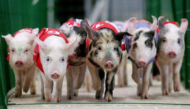 Afrikanische Schweinepest breitet sich in Deutschland aus