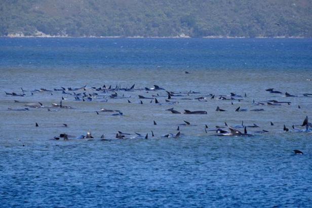 Rund 90 gestrandete Wale in Australien verendet