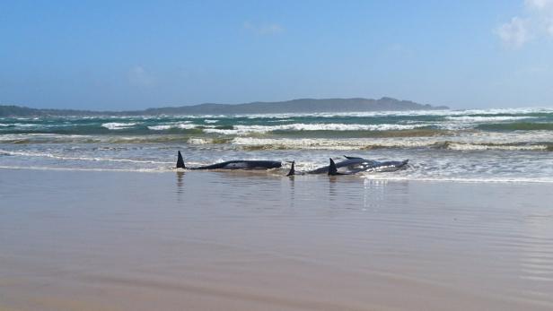 Schreckliche Bilder: Dutzende Wale vor Küste gestrandet