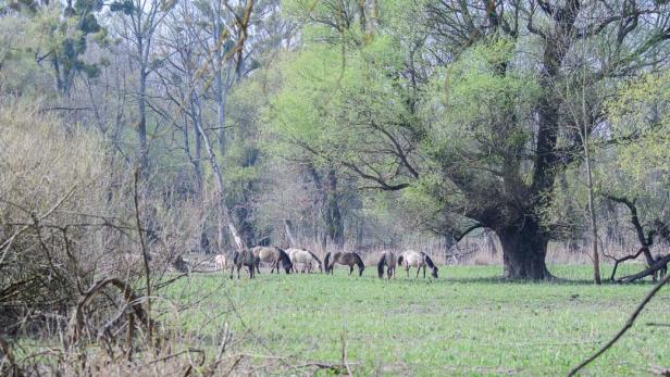 Konikpferde im Frühling, Naturreservat Marchegg