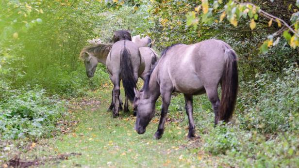 Konik-Pferde im herbstlichen Naturreservat Marchegg