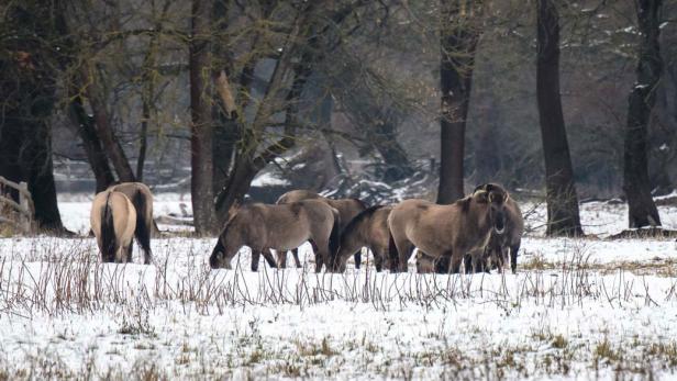 Wildlife in Österreich: WWF-Naturreservat Marchegg