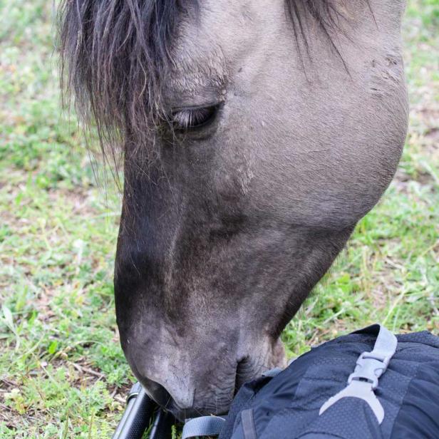 Konik-Pferd interessiert sich für einen Foto-Rucksack
