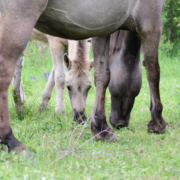 Konik-Pferde, Mutter & Fohlen beim Grasen 