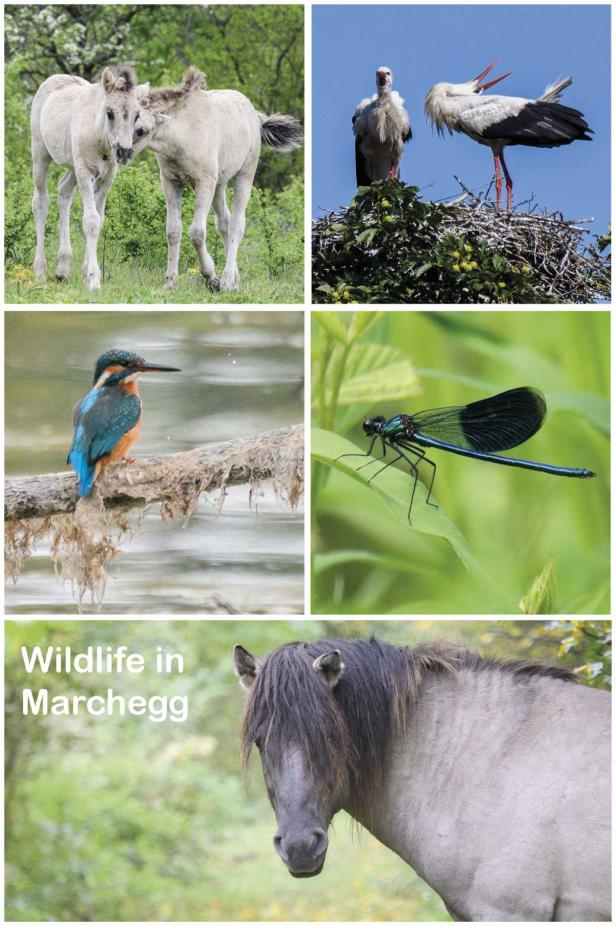 Natur erleben: Wildlife in Marchegg