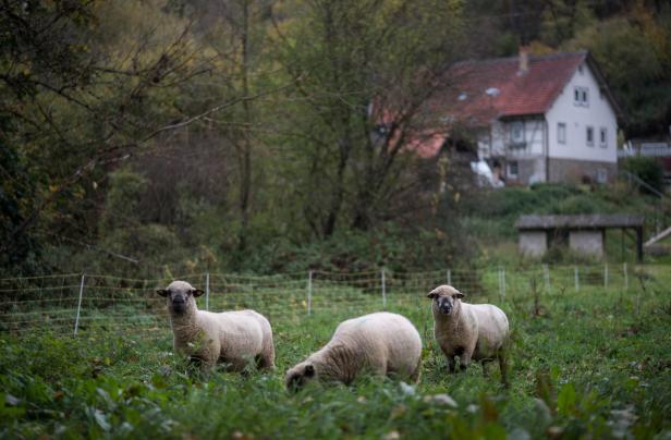 Schafe, Enten und Bienen: Diese (Haus-)Tiere können Sie mieten
