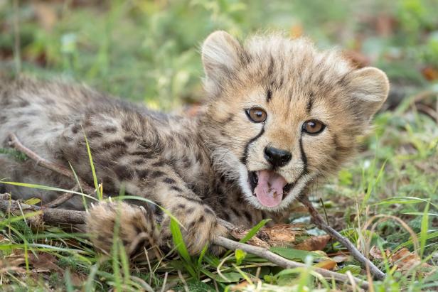 Zoo Schönbrunn sucht Namen für Baby-Geparden