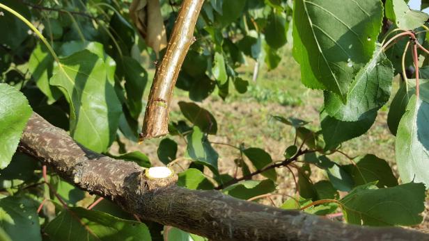 So wird der Garten fit für den Winter