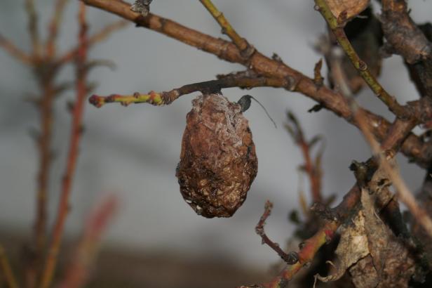 So wird der Garten fit für den Winter