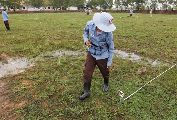 Preisgekrönt: Beutelratte findet Landminen und rettet so Leben
